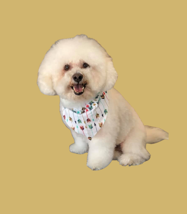 Southern paws hot sale bichons